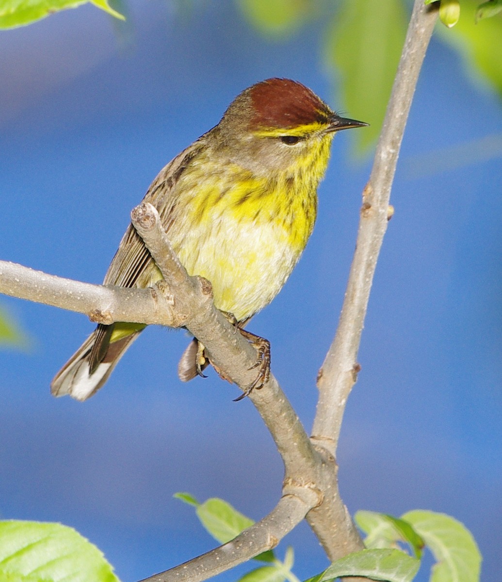 Palm Warbler - Mary Caldwell
