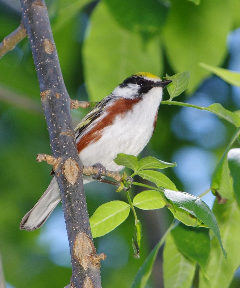 Chestnut-sided Warbler - Mary Caldwell
