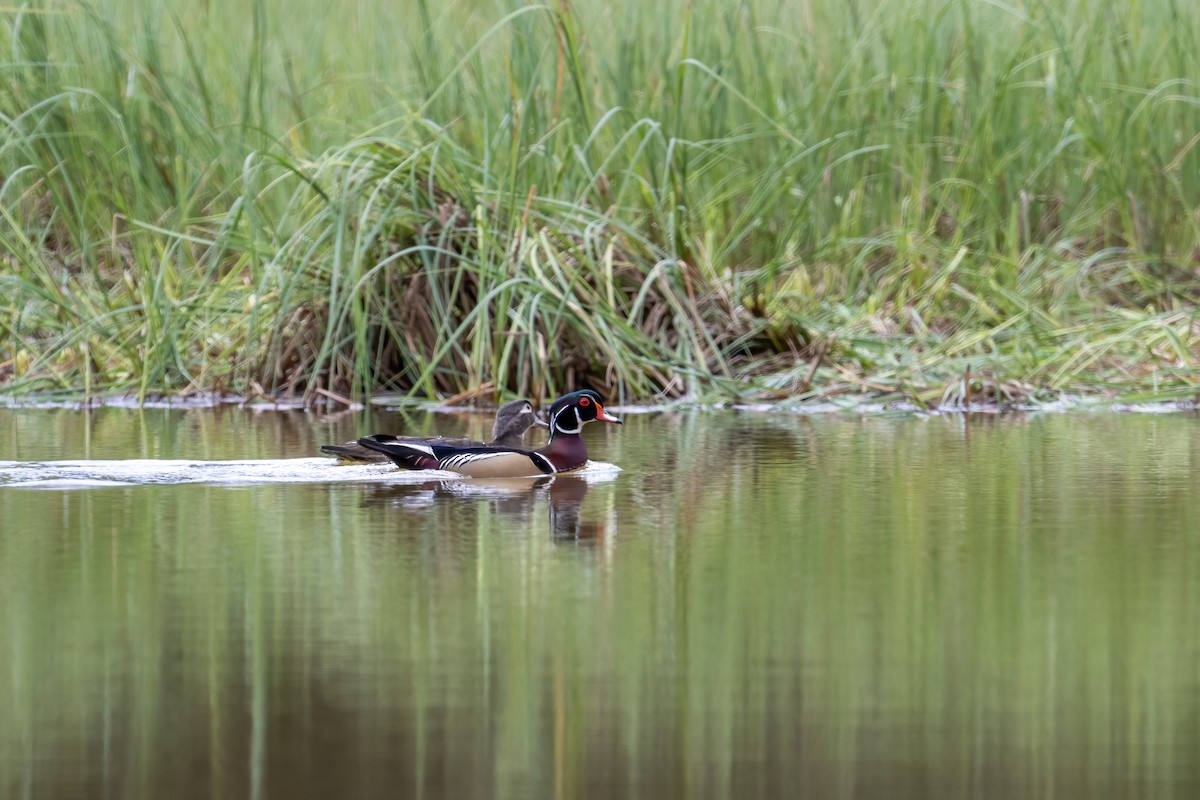 Wood Duck - ML618790717