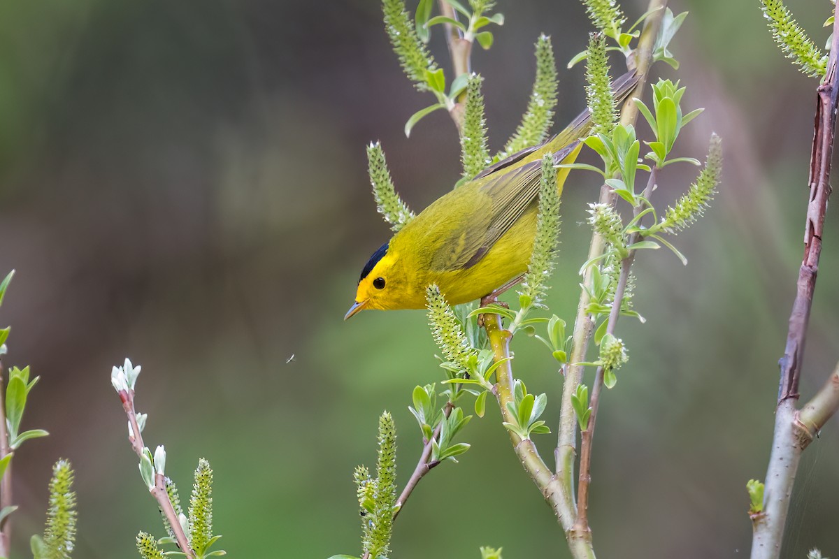 Wilson's Warbler - Scott Vulstek