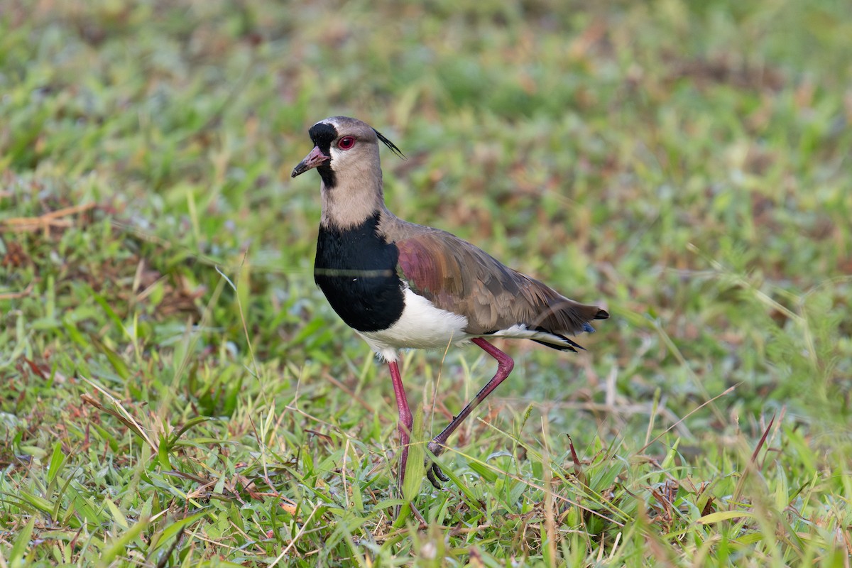 Southern Lapwing - ML618790729