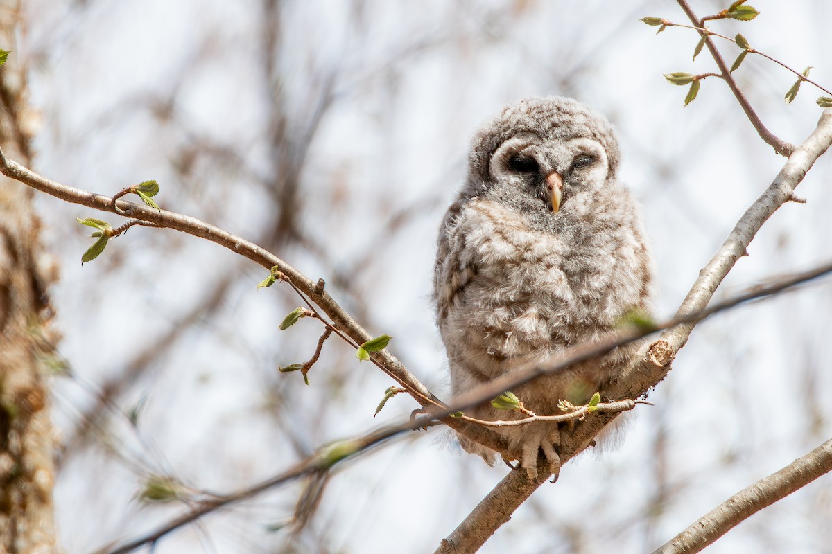 Barred Owl - ML618790736