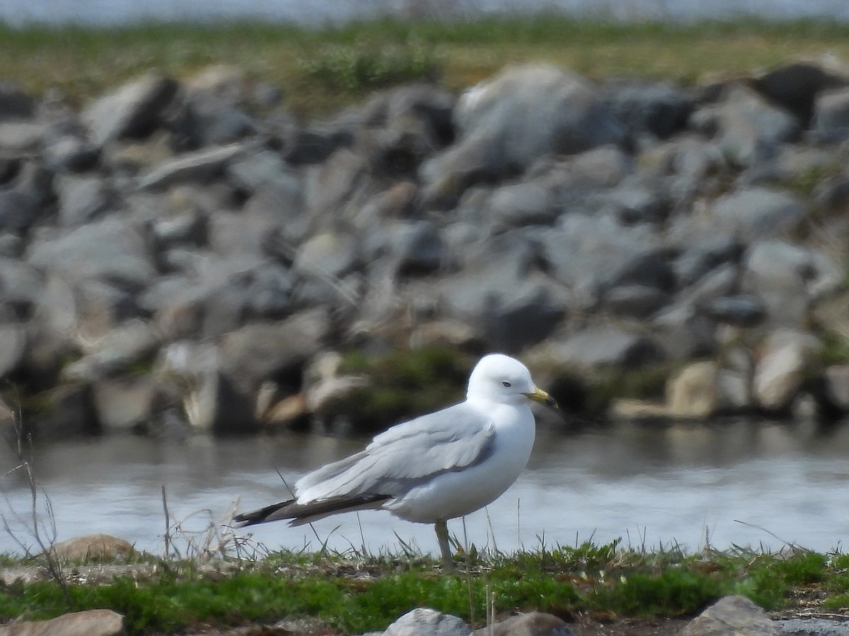 Ring-billed Gull - ML618790744