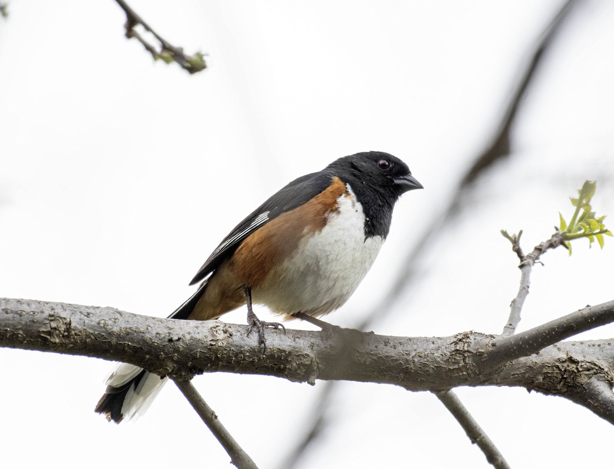 Eastern Towhee - Estela Quintero-Weldon