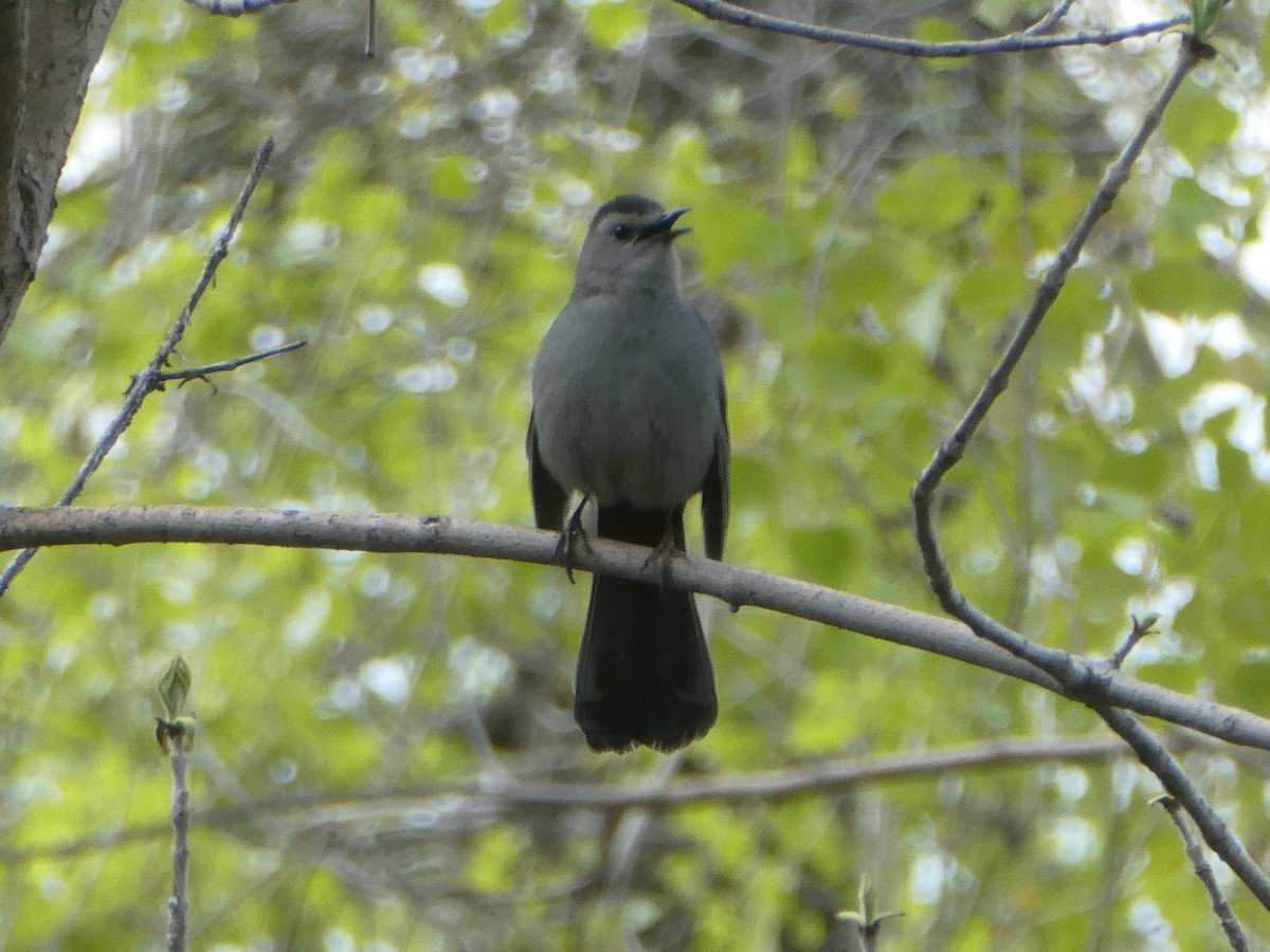 Pájaro Gato Gris - ML618790750