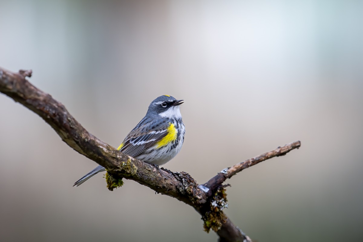 Пісняр-лісовик жовтогузий (підвид coronata) - ML618790754