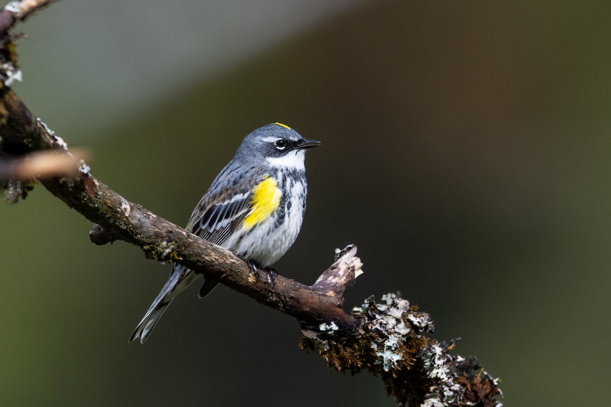 Пісняр-лісовик жовтогузий (підвид coronata) - ML618790755