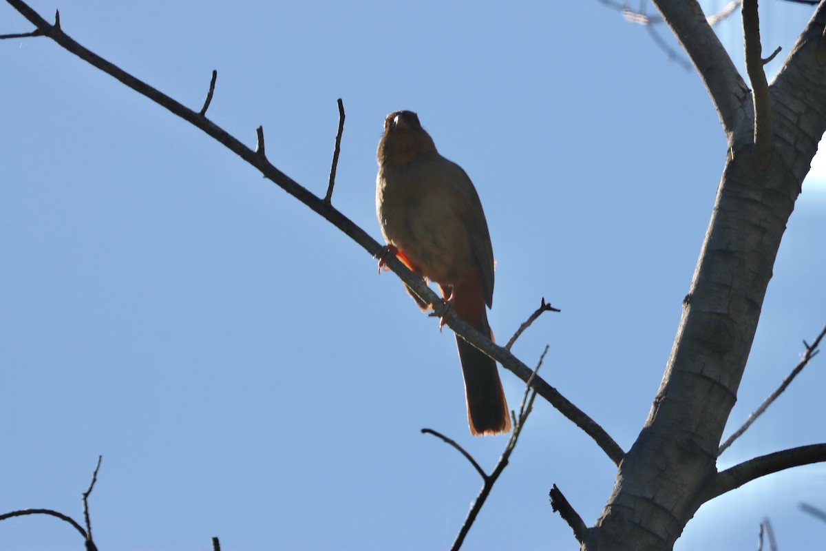 California Towhee - Douglas Hall