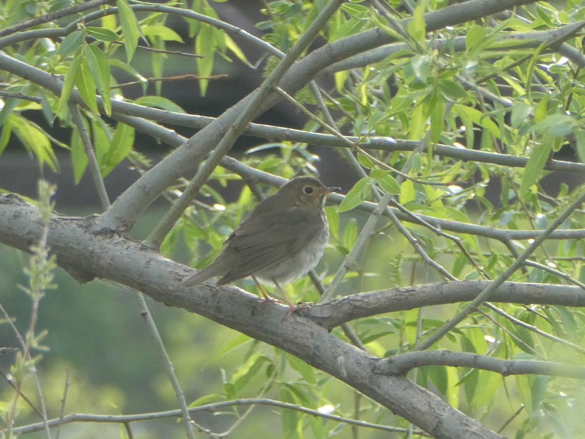 Swainson's Thrush - ML618790770