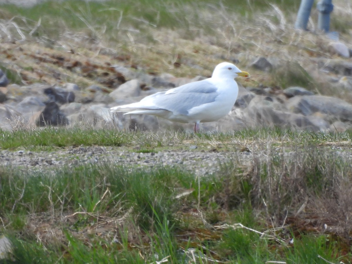 Iceland Gull - Michelle Bélanger