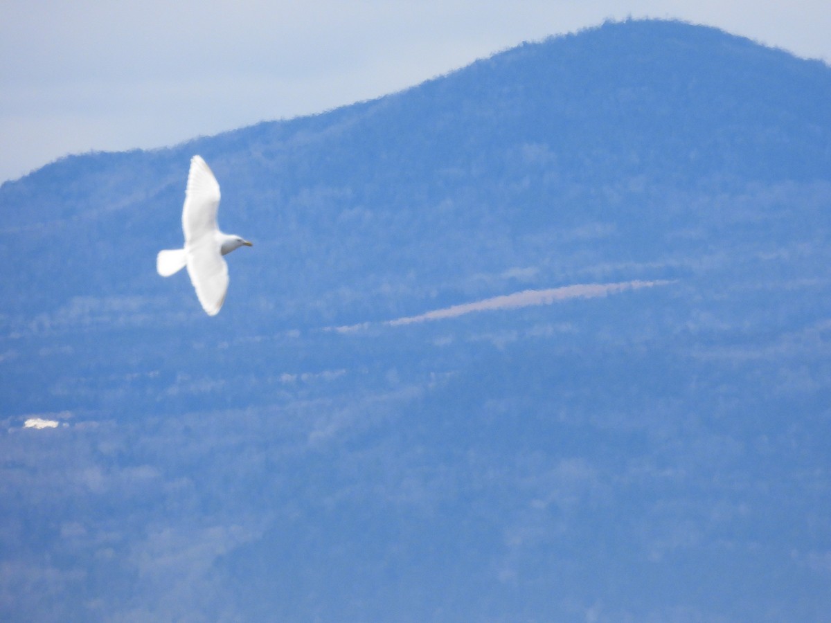 Iceland Gull - Michelle Bélanger