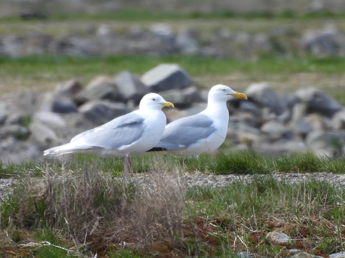 Iceland Gull - Michelle Bélanger