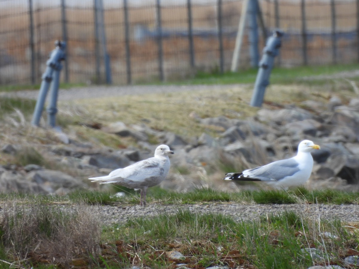 Iceland Gull - Michelle Bélanger