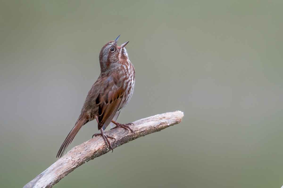 Song Sparrow - ML618790793