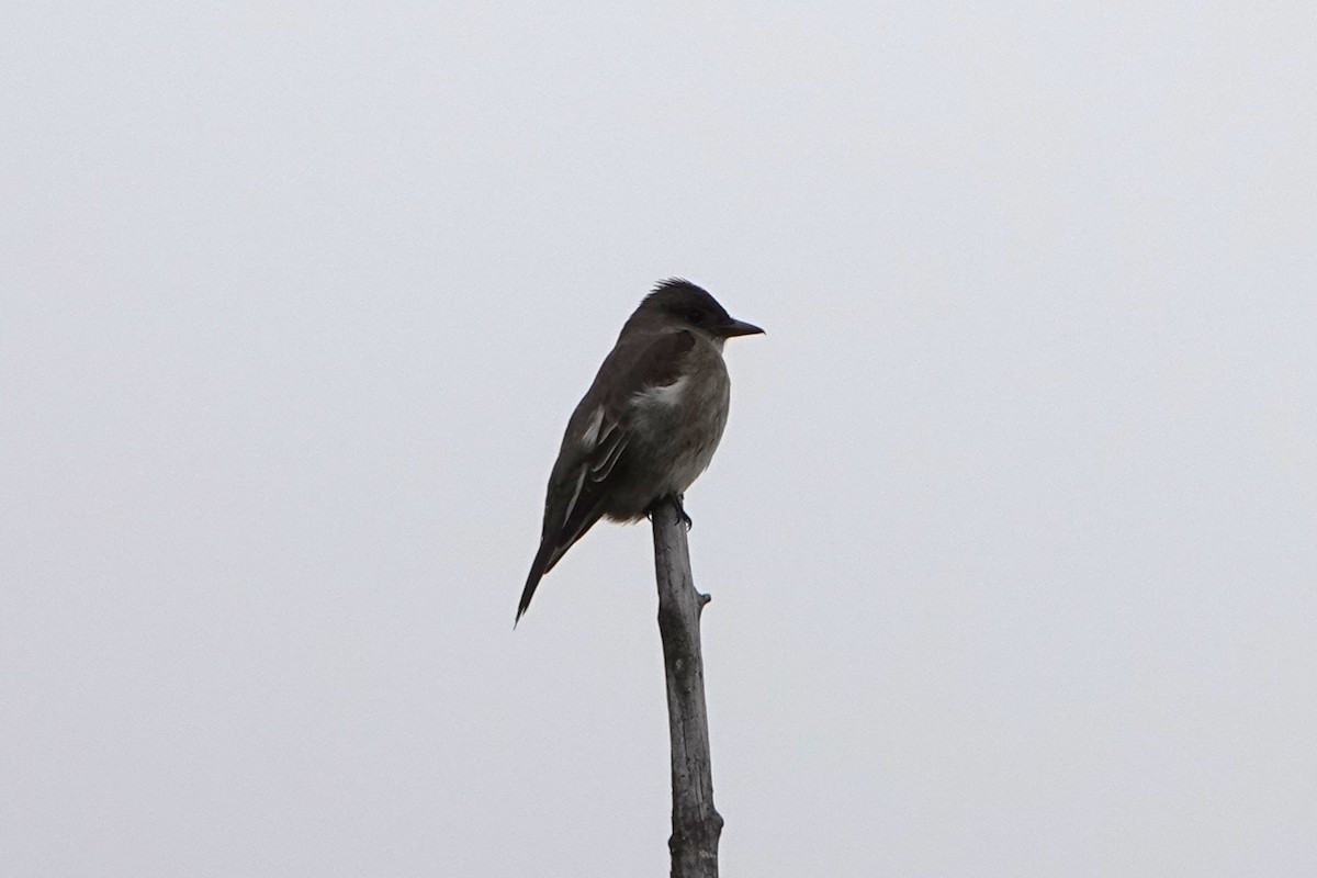 Olive-sided Flycatcher - ML618790794