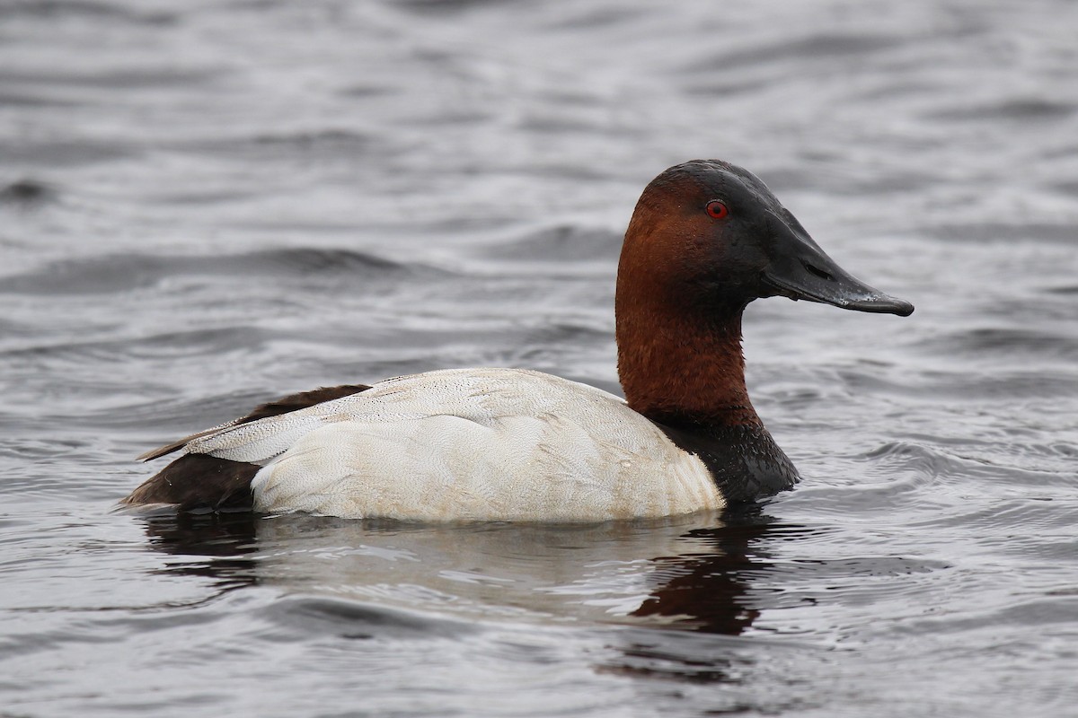 Canvasback - Ronnie Van Dommelen