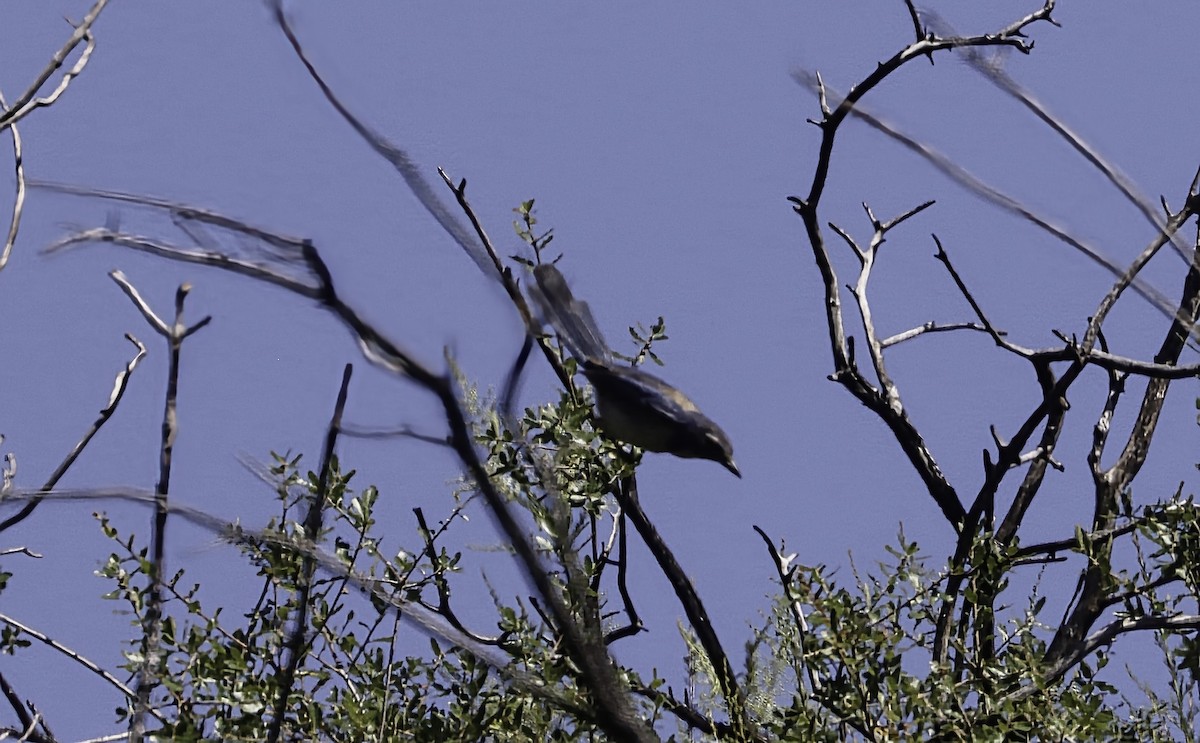 California Scrub-Jay - Douglas Hall