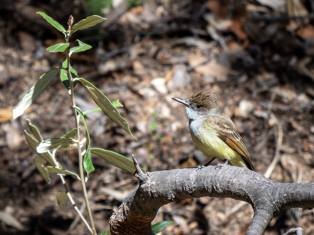 Dusky-capped Flycatcher (olivascens) - ML618790806