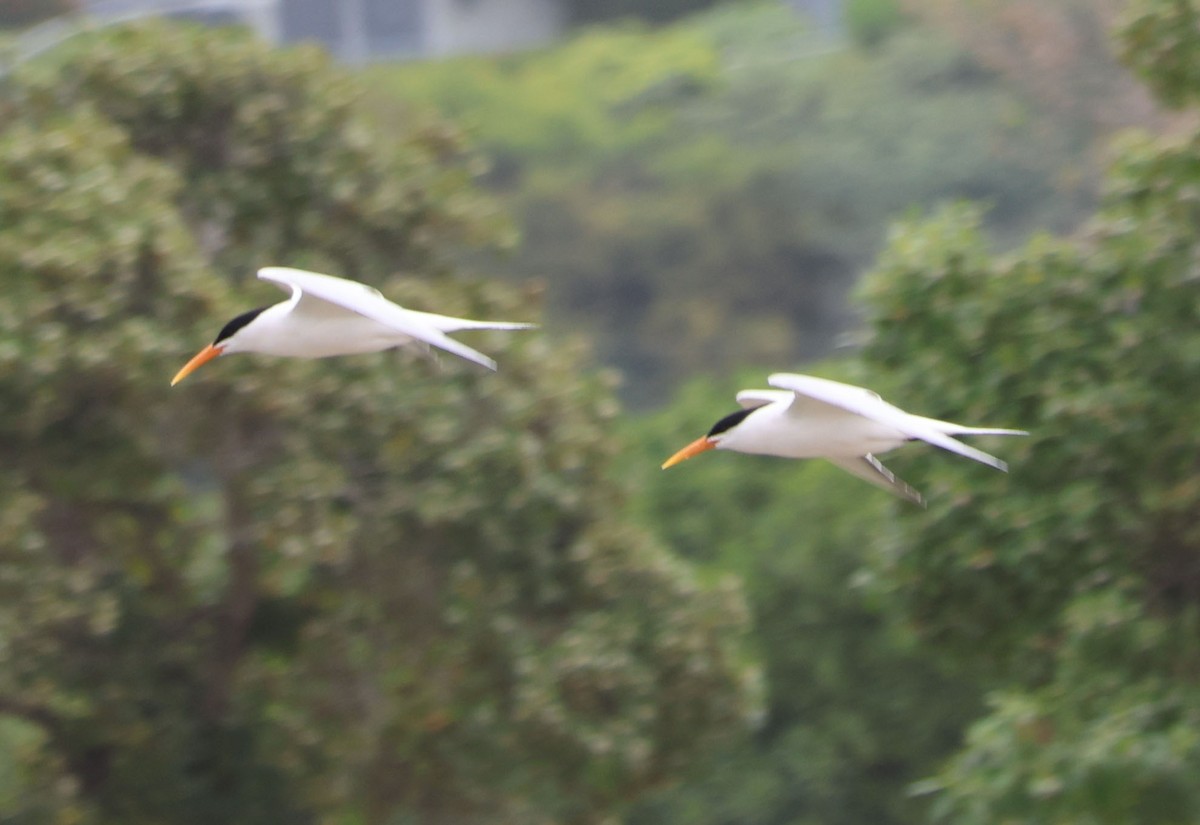 Elegant Tern - Diane Etchison