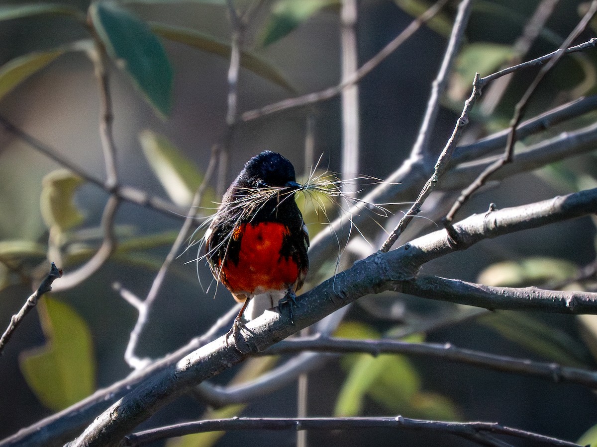 Painted Redstart - ML618790827