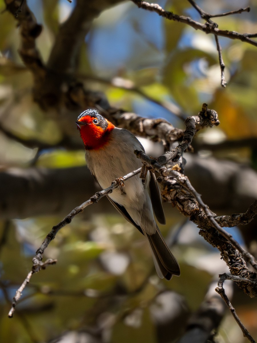 Red-faced Warbler - ML618790830