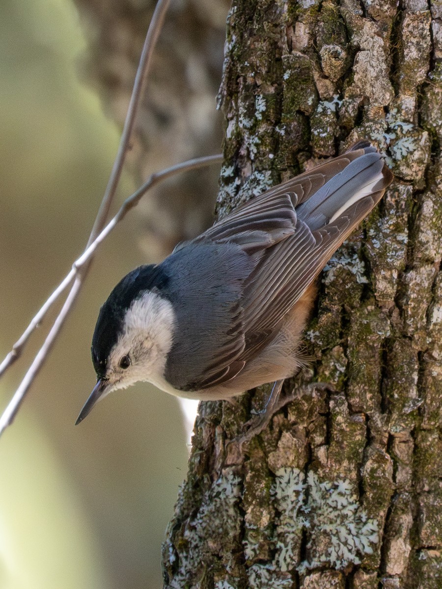 White-breasted Nuthatch (Interior West) - ML618790842