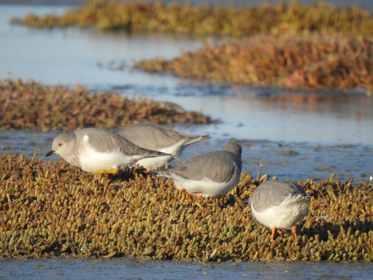 Magellanic Plover - Cristina Willner