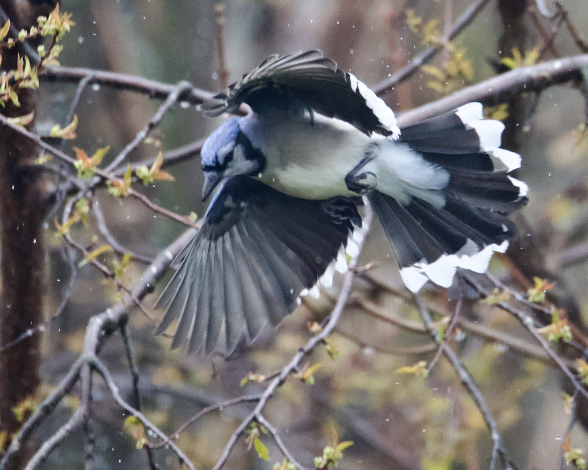 Blue Jay - Larry Waddell