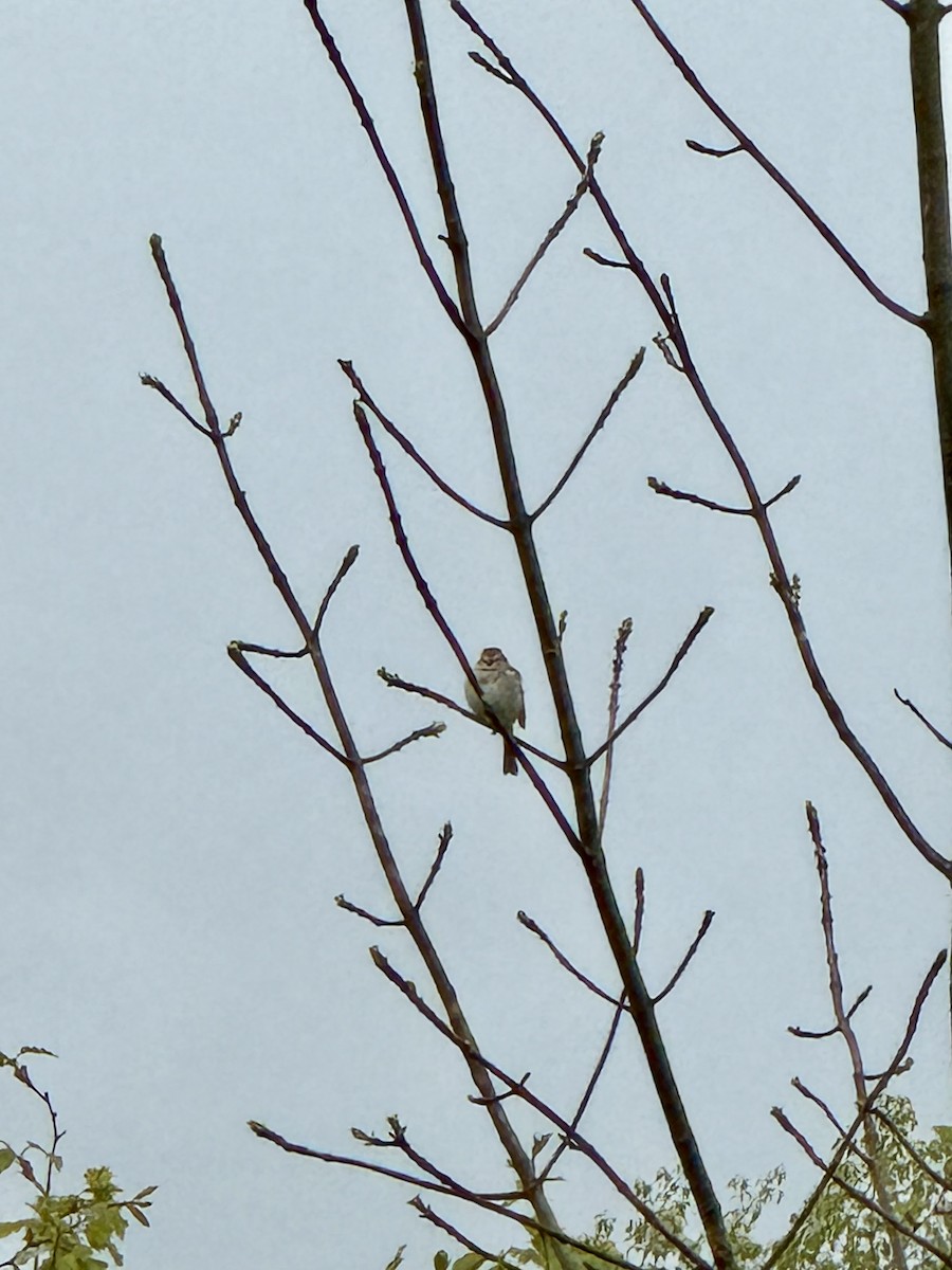 Field Sparrow - Brandi Sikorski