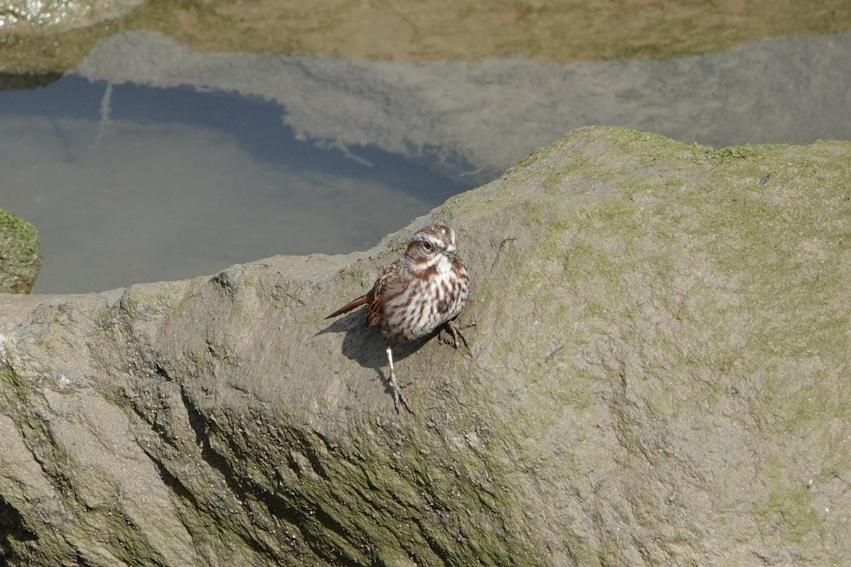 Song Sparrow - Patty Rose