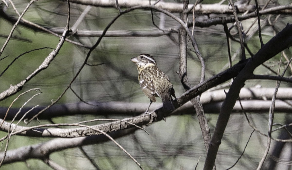 Black-headed Grosbeak - Douglas Hall