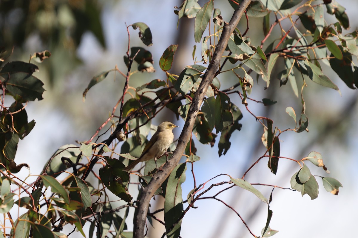 Fuscous Honeyeater - Alex Bonner