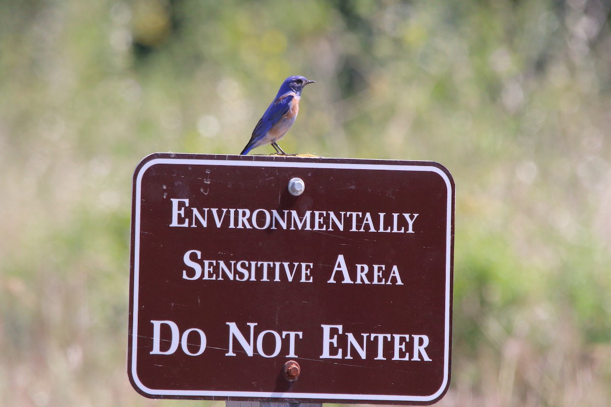 Western Bluebird - Charlie Wells