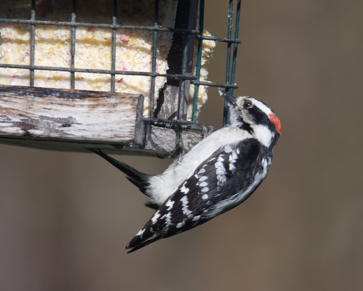 Downy Woodpecker - Larry Waddell