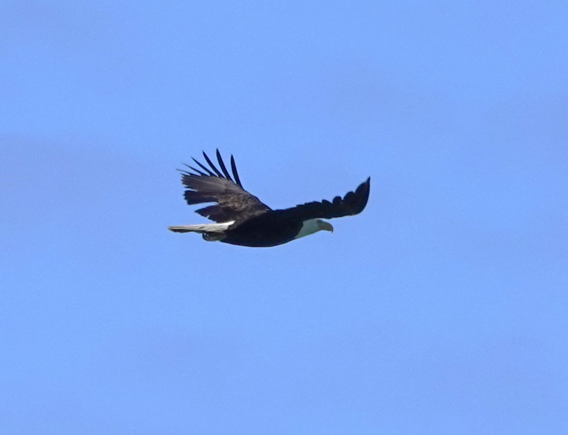 Bald Eagle - Matthew Hunter