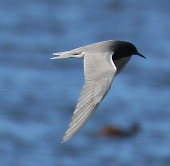 Black Tern - Debby Parker