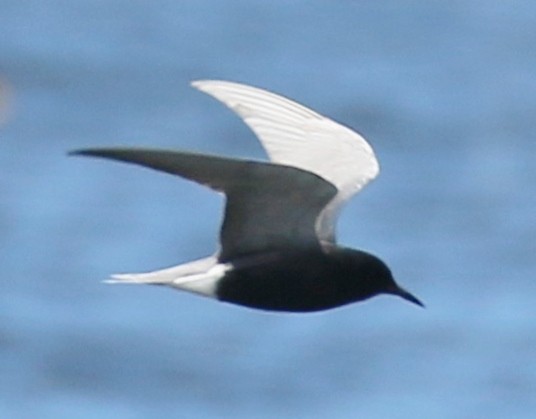 Black Tern - Debby Parker