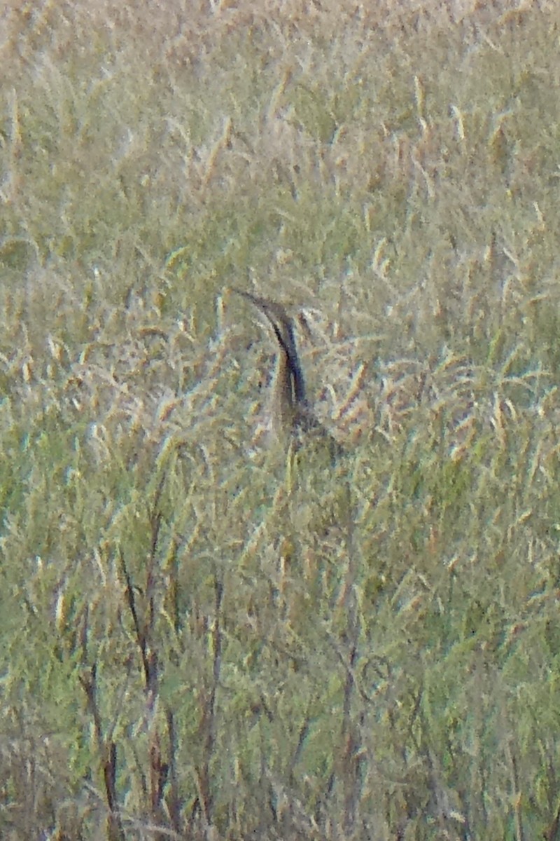 American Bittern - K K