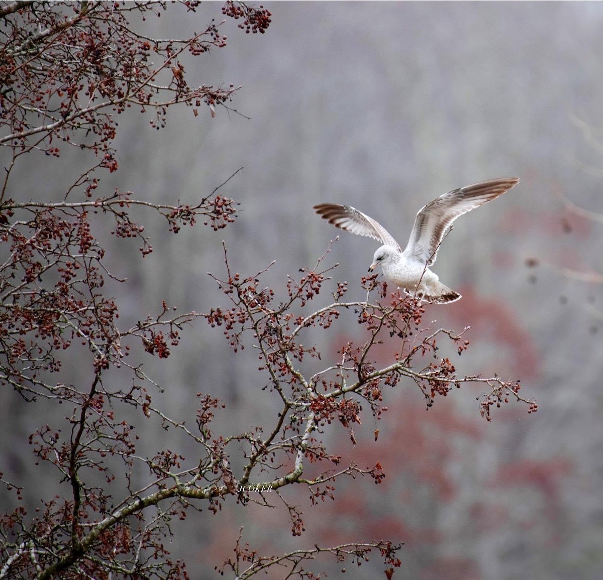 Ring-billed Gull - Jessica Coker