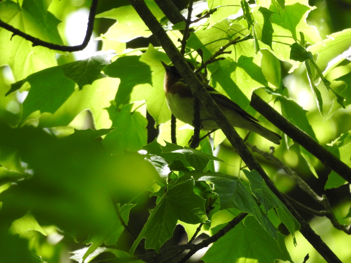 Bay-breasted Warbler - Isaiah Craft