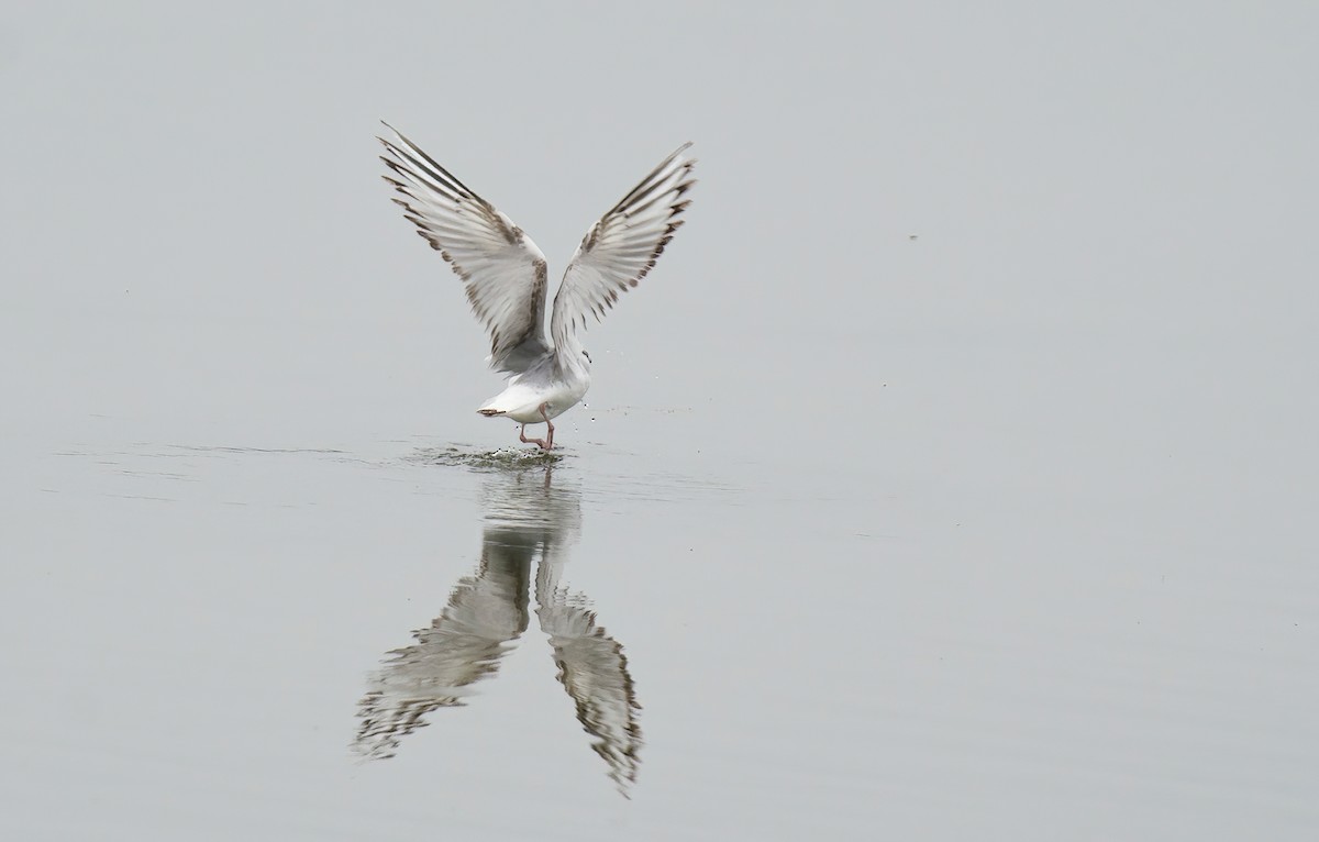 Gaviota de Bonaparte - ML618791014