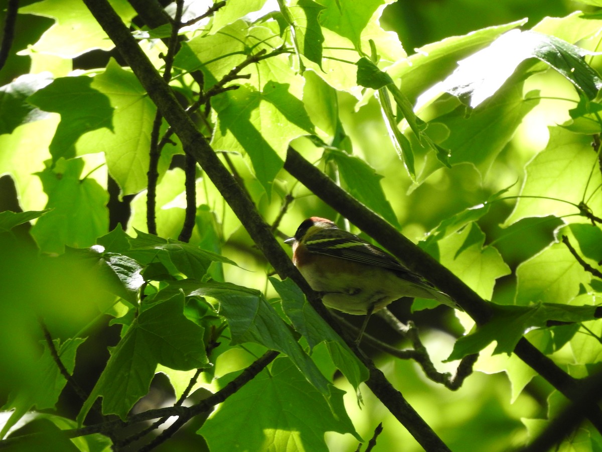 Bay-breasted Warbler - Isaiah Craft