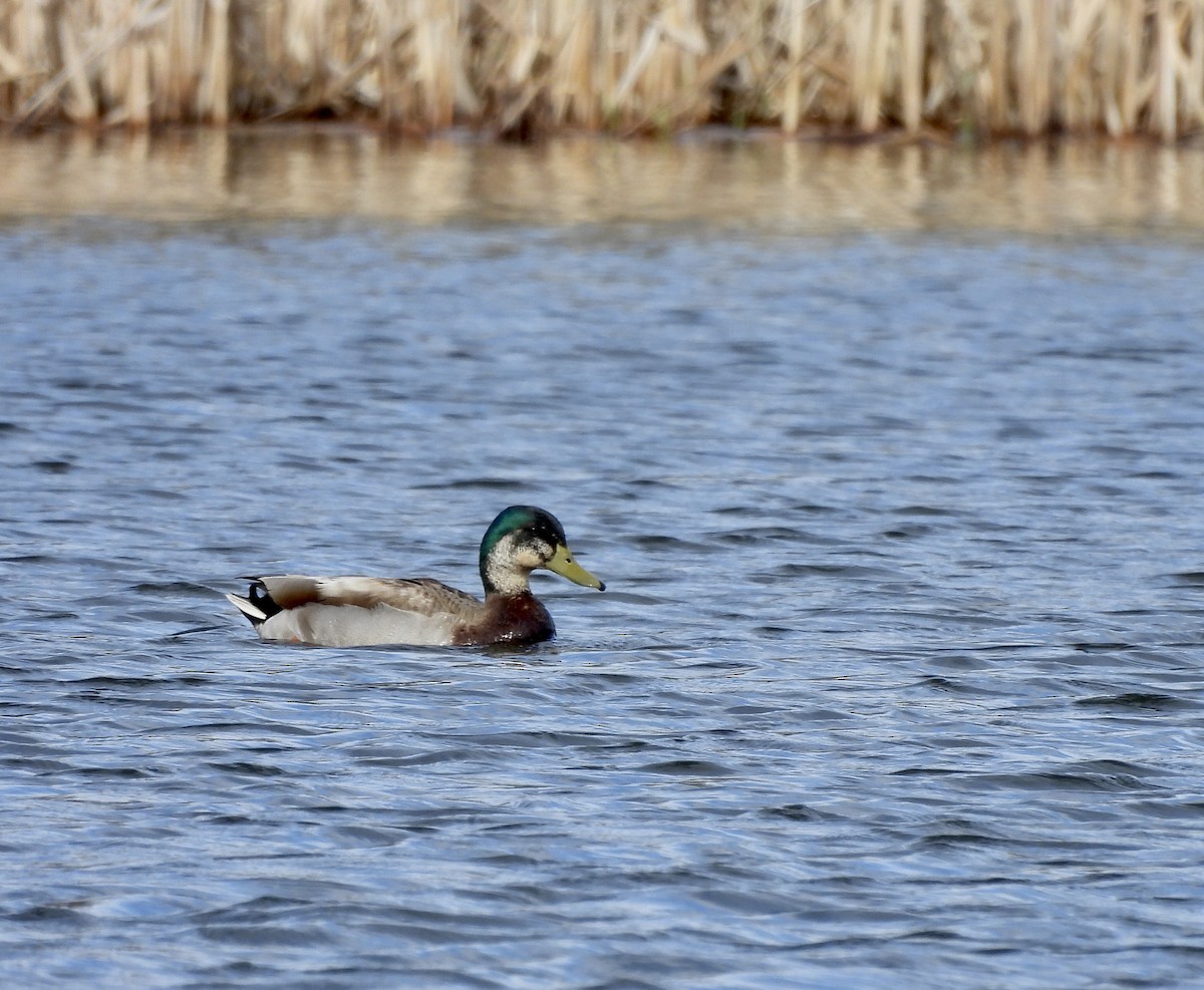 Mallard x American Black Duck (hybrid) - Michelle Bélanger