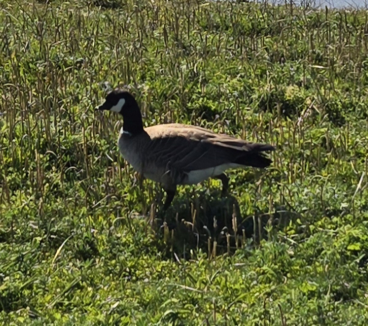 Cackling Goose - ML618791024