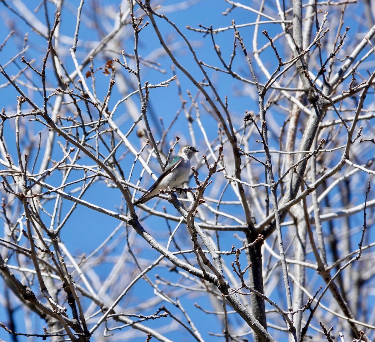 Violet-green Swallow - ML618791026