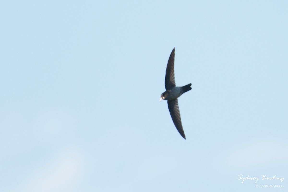 White-rumped Swiftlet - Chris Rehberg  | Sydney Birding