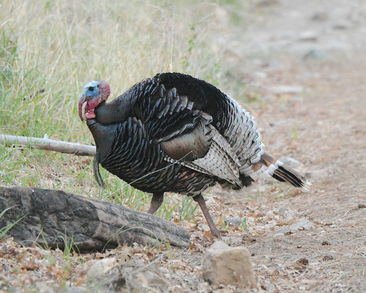 Wild Turkey - Ted Wolff