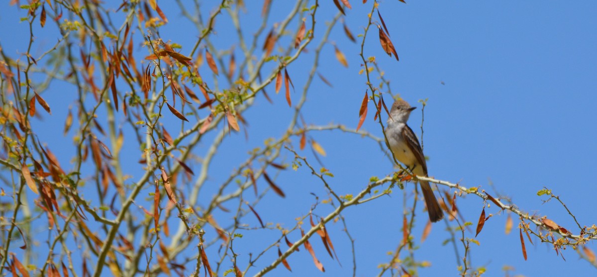 Brown-crested Flycatcher - Jason Schuminski