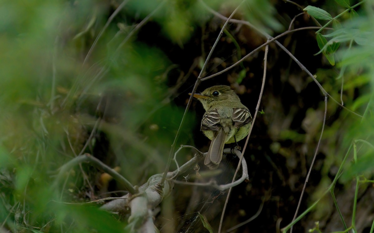 Western Flycatcher (Pacific-slope) - ML618791050