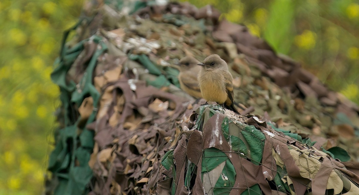 Say's Phoebe - Jane Mygatt